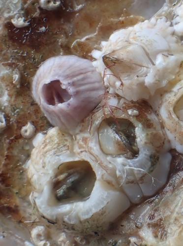Perforatus perforatus